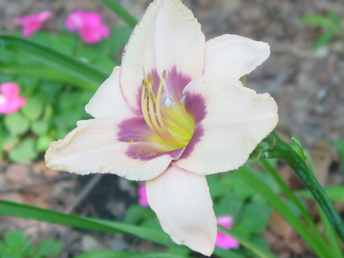 Daylily near white